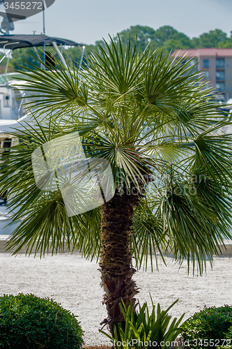 Image of Palmetto tree set against a Carolina blue sky.