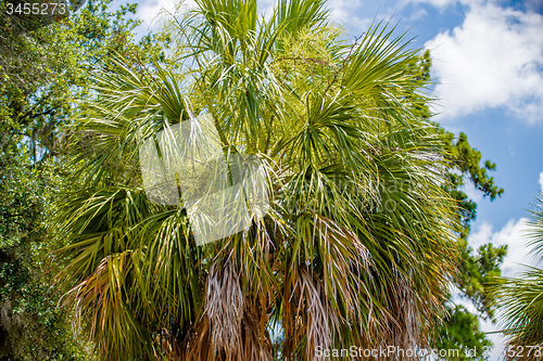 Image of Palmetto tree set against a Carolina blue sky.