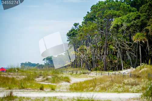 Image of palmetto forest on hunting island beach