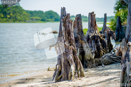 Image of nature scenes around hunting island south carolina