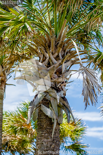 Image of palmetto palm trees in sub tropical climate of usa