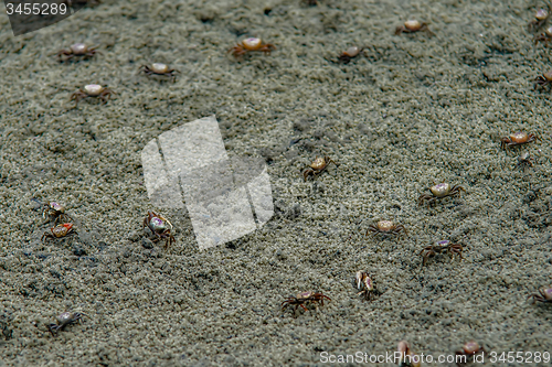 Image of nature scenes around hunting island south carolina