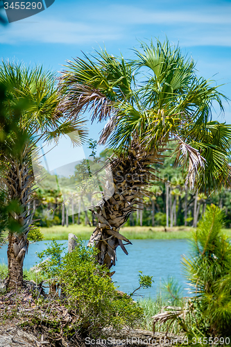 Image of palmetto forest on hunting island beach