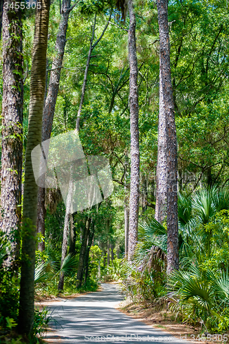 Image of palmetto forest on hunting island beach