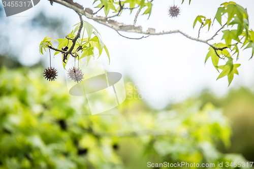 Image of Sweetgum tree branch ( Liquidambar styraciflua)