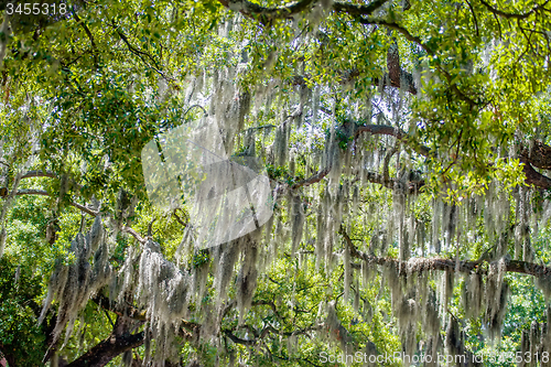 Image of Savannah Georgia  oak tree lined streets