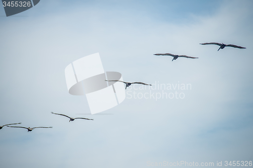 Image of nature scenes around hunting island south carolina