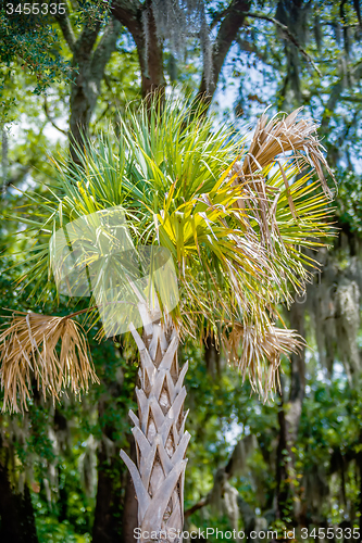 Image of Palmetto tree set against a Carolina blue sky.