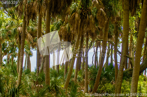 Image of palmetto forest on hunting island beach