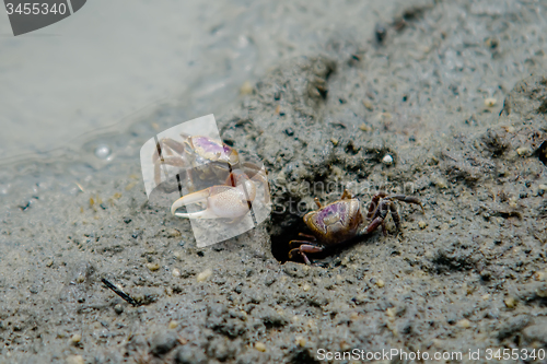 Image of nature scenes around hunting island south carolina