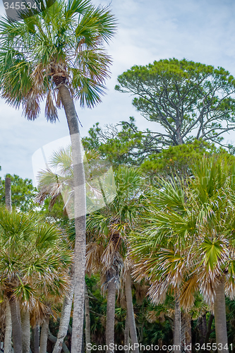 Image of palmetto forest on hunting island beach
