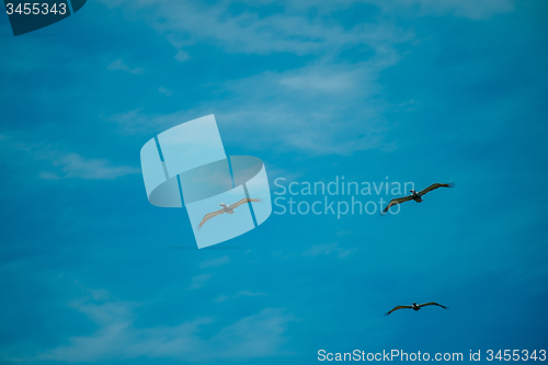 Image of nature scenes around hunting island south carolina