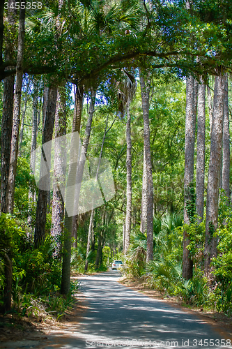 Image of palmetto forest on hunting island beach