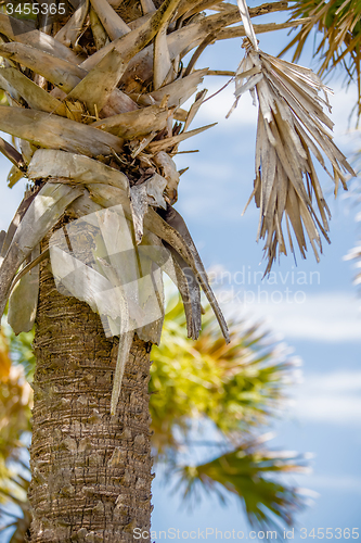 Image of palmetto palm trees in sub tropical climate of usa