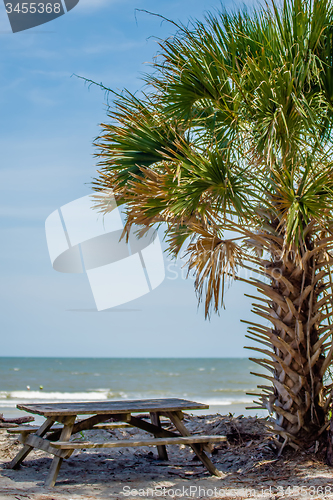 Image of palmetto forest on hunting island beach