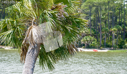 Image of palmetto palm trees in sub tropical climate of usa