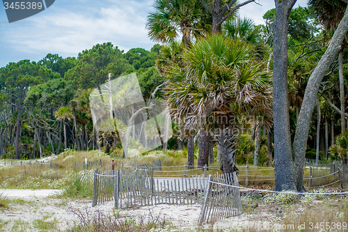 Image of palmetto forest on hunting island beach