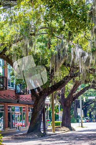 Image of Savannah Georgia  oak tree lined streets