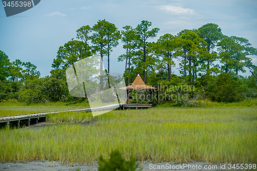 Image of palmetto forest on hunting island beach