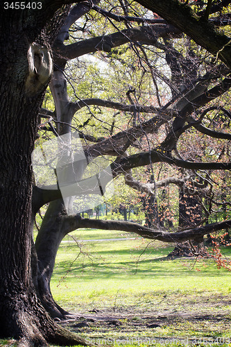 Image of Park in spring time