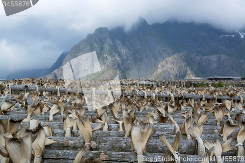 Image of Stockfish in Henningsvaer, Lofoten, Norway