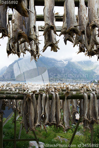 Image of Stockfish in Henningsvaer, Lofoten, Norway