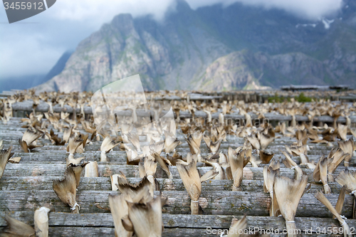 Image of Stockfish in Henningsvaer, Lofoten, Norway