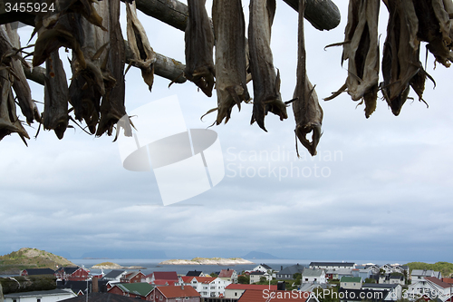 Image of Stockfish in Henningsvaer, Lofoten, Norway