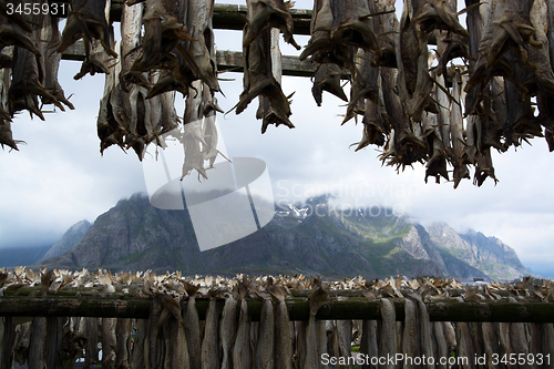 Image of Stockfish in Henningsvaer, Lofoten, Norway