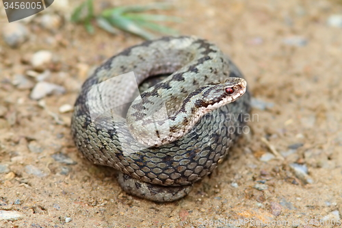 Image of female common european adder ready to strike