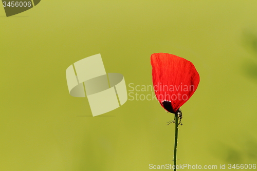 Image of beautiful wild poppy flower