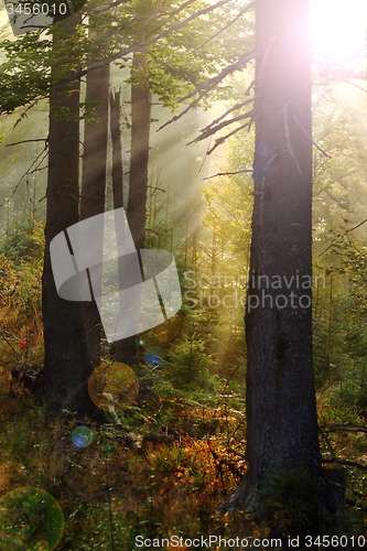 Image of magic light in the woods