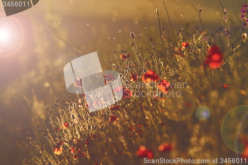 Image of wild poppies at sunset