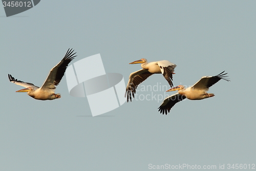 Image of great pelicans flying together over the sky