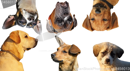 Image of collection of dog portraits