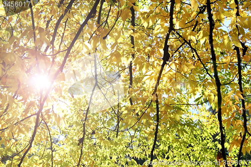 Image of sun rays through the leaves