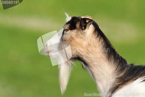 Image of profile of domestic goat