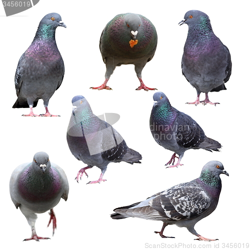 Image of collection of isolated pigeons