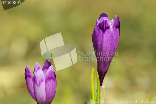 Image of wild purple spring crocusses