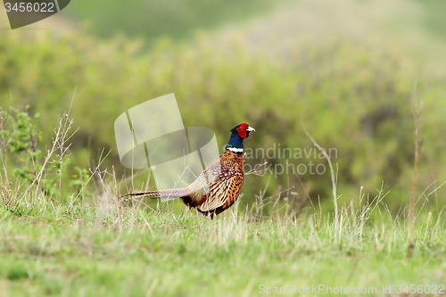 Image of colorful male pheasant in the field 