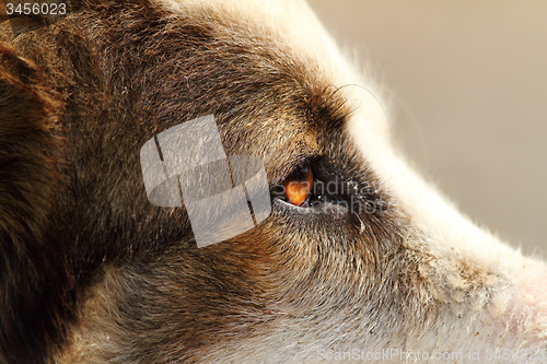 Image of close-up on romanian shepherd head