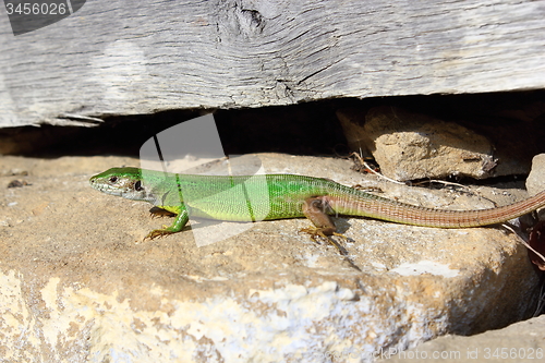 Image of male european green lizard