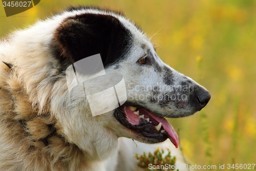 Image of profile of romanian shepherd dog