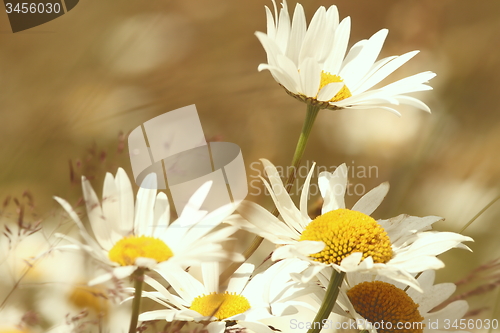 Image of daisies