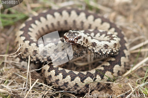 Image of male common adder 