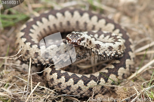 Image of male common adder 