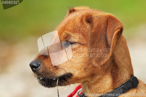 Image of vizsla puppy portrait