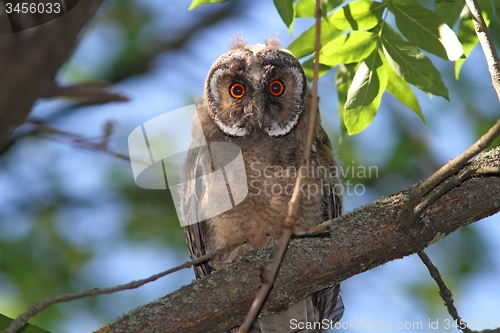 Image of young long eared owl