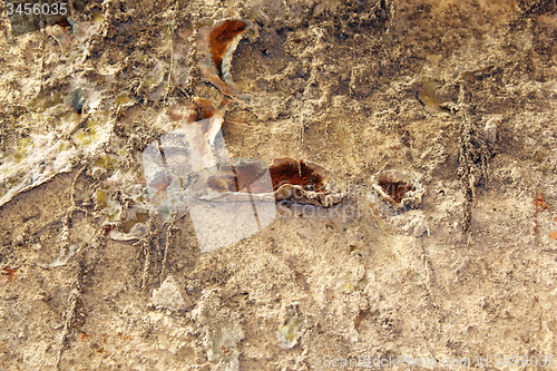 Image of serpula lacrymans fungus