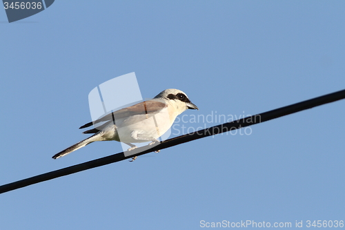 Image of male red backed shrike